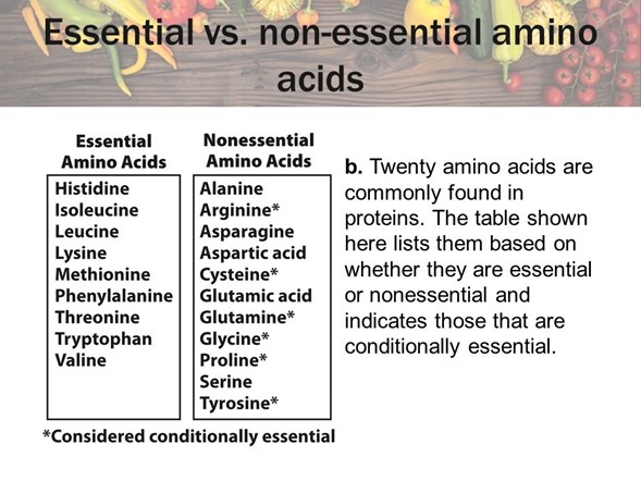 essential and nonessential amino acids