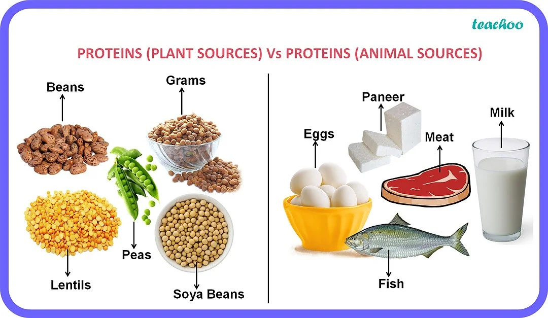 proteins sources